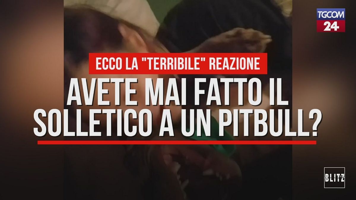 Avete mai fatto il solletico a un pitbull?