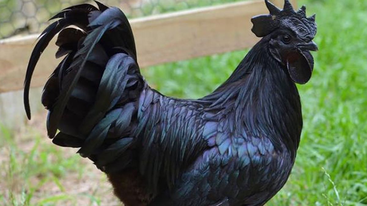 Ayam Cemani - Gallo Nero