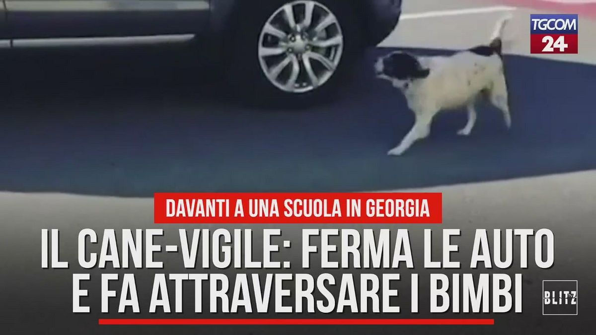 Il cane-vigile: ferma le auto e fa attraversare i bimbi