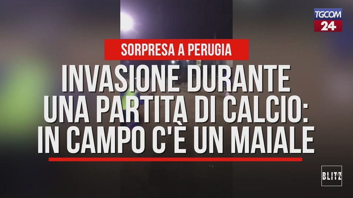 Invasione durante una partita di calcio: in campo entra un maiale