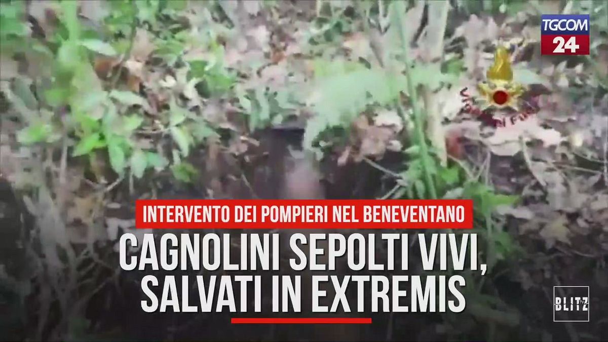 Cagnolini sepolti vivi, salvati in extremis