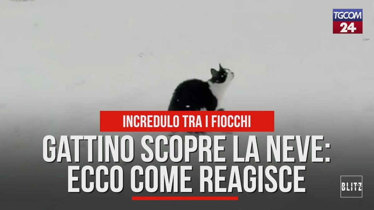 Gattino scopre la neve: ecco come reagisce