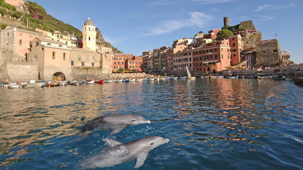 Delfini a Vernazza