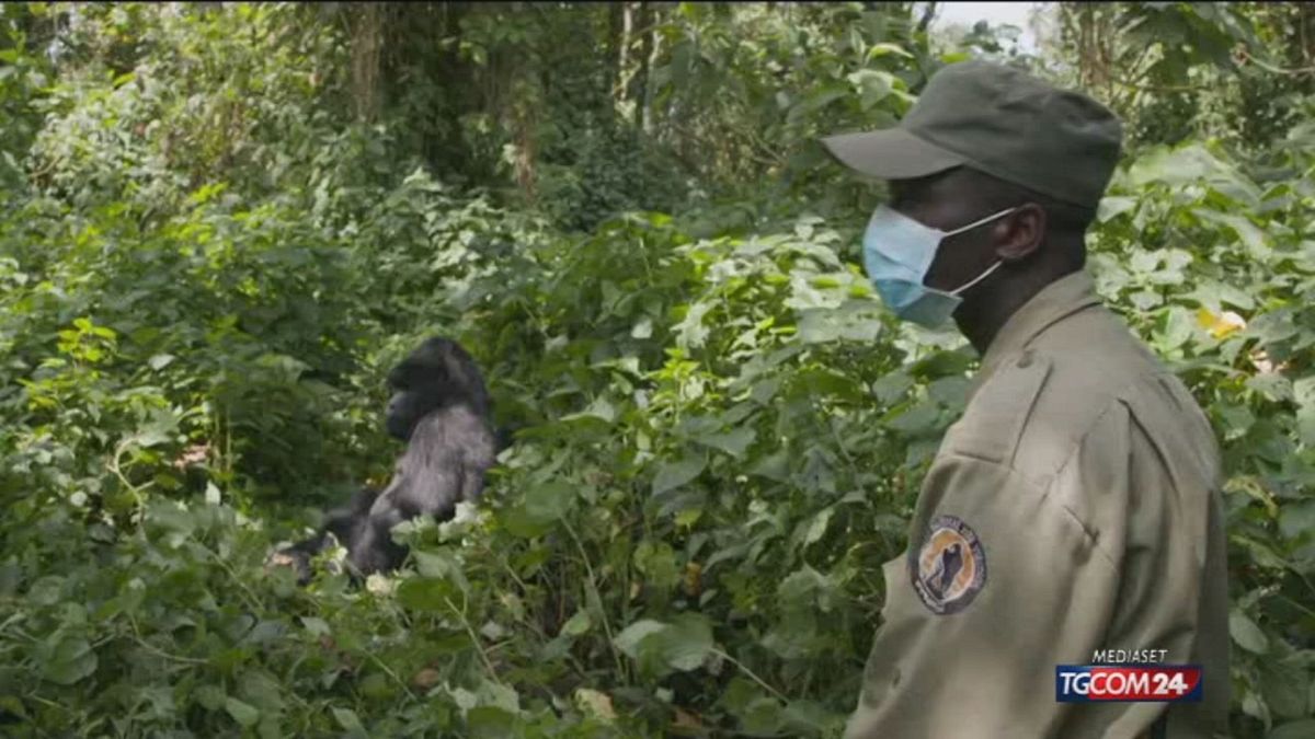 Coronavirus, è allarme gorilla: chiusi i parchi naturali