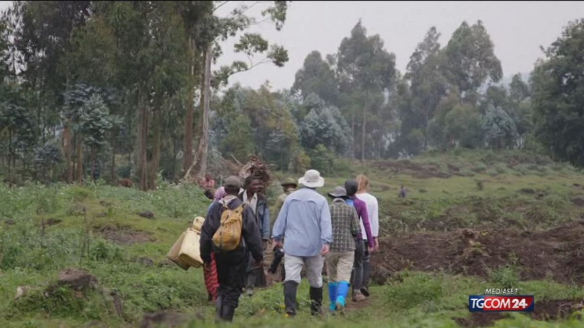 Congo, strage di ranger che proteggono i gorilla