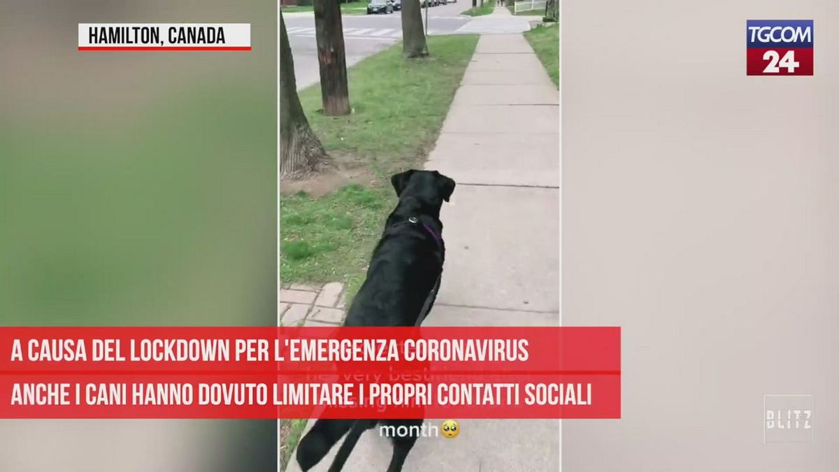 Fine del lockdown, si rivedono dopo un mese: la gioia di due cani