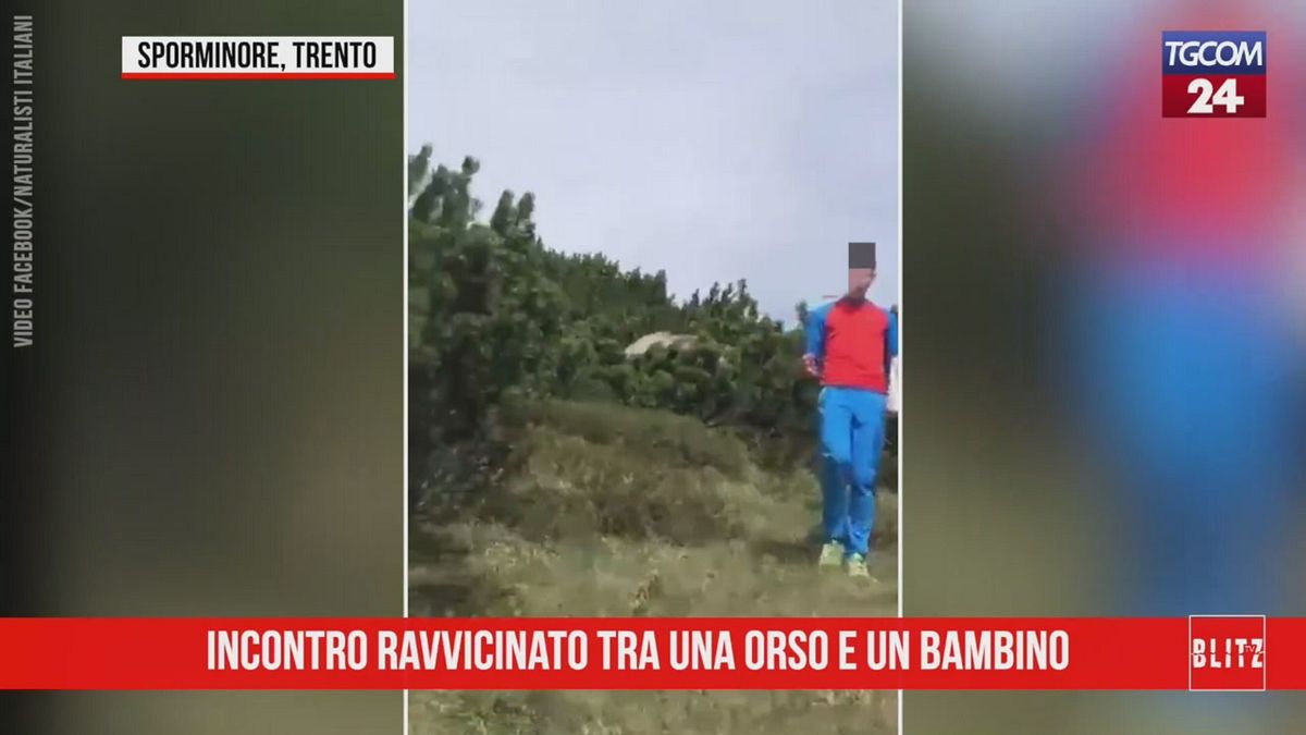 Trento, l'incontro ravvicinato tra l'orso e il bambino