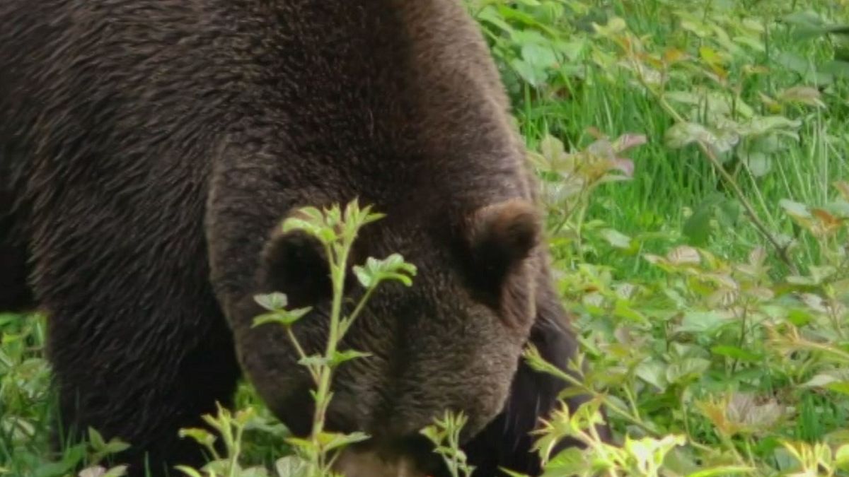 Trento, aggrediti dall'orso