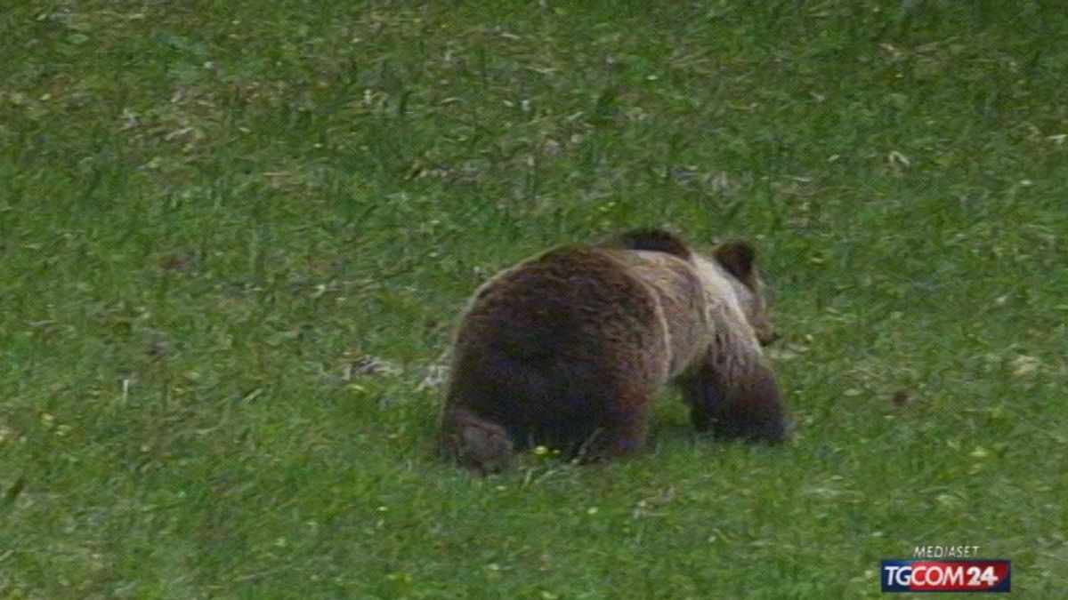 In Trentino iniziata la caccia all'orso
