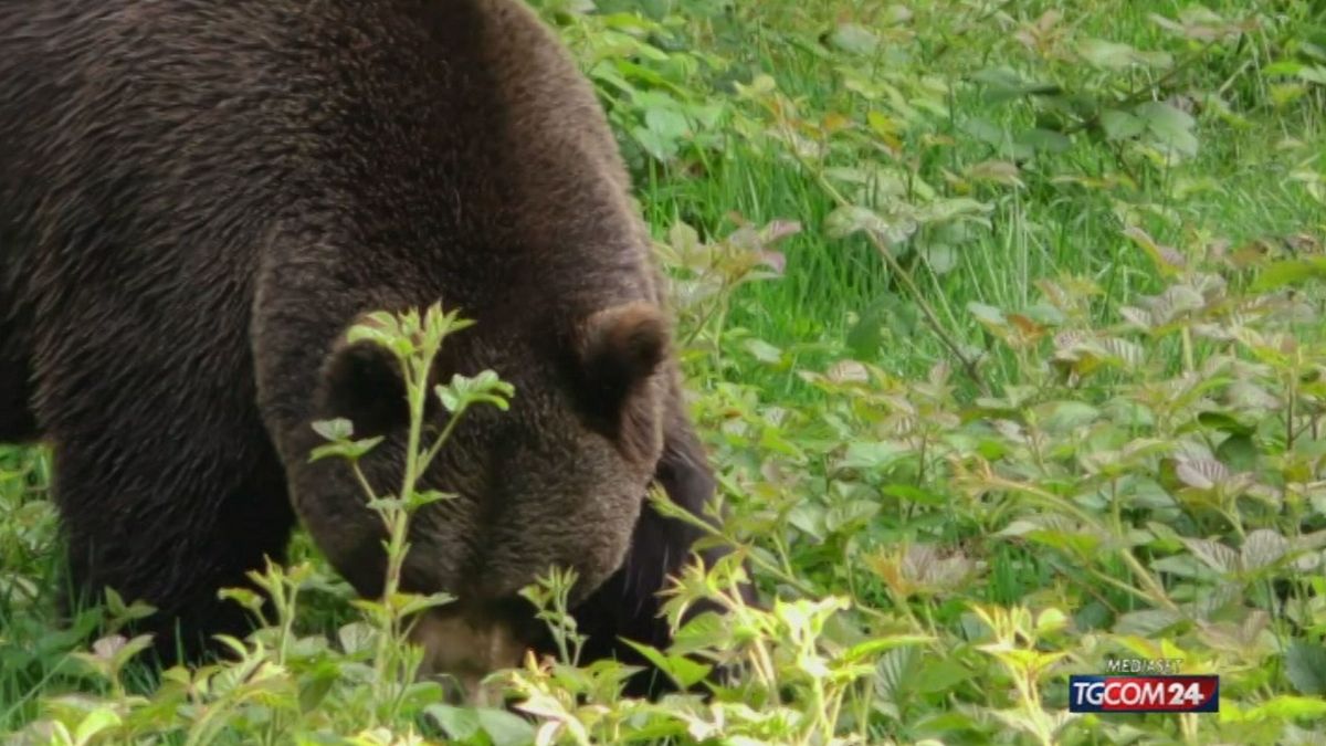 Trento, aggrediti dall'orso