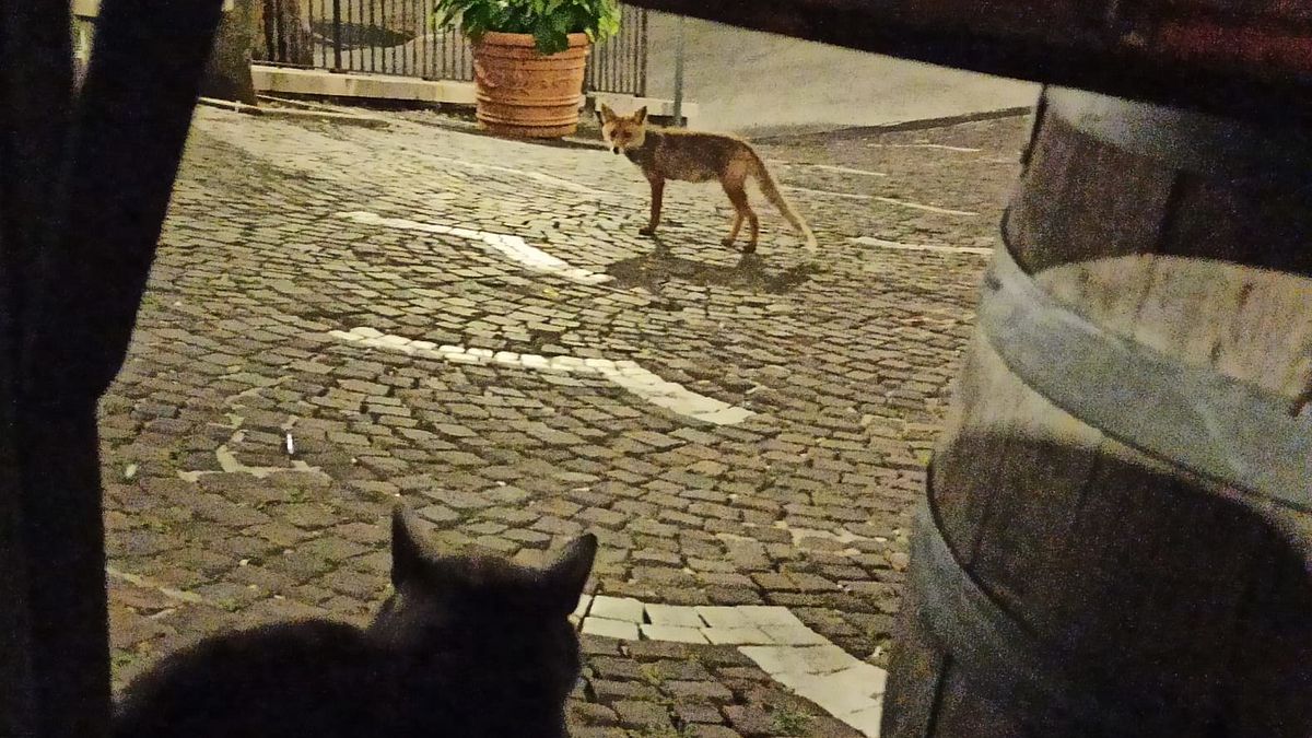  Per gentile concessione di Paride Pizzi del Bar di Sopra di Miranda (Isernia)