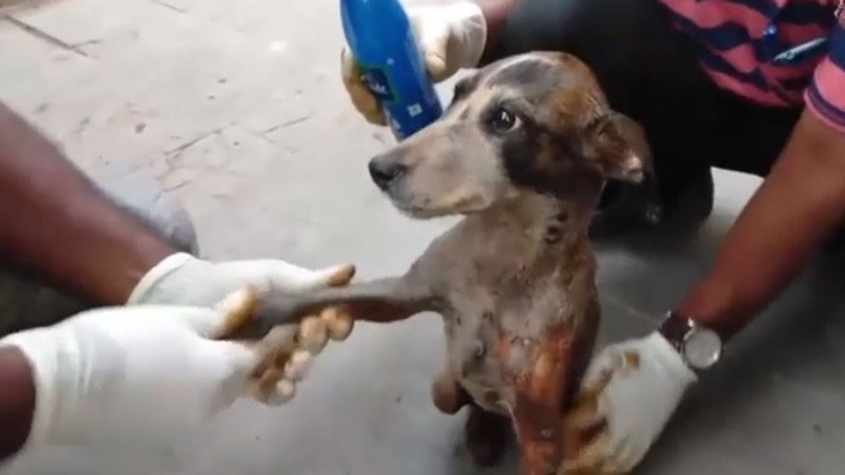  Champi, il cane salvato dai volontari