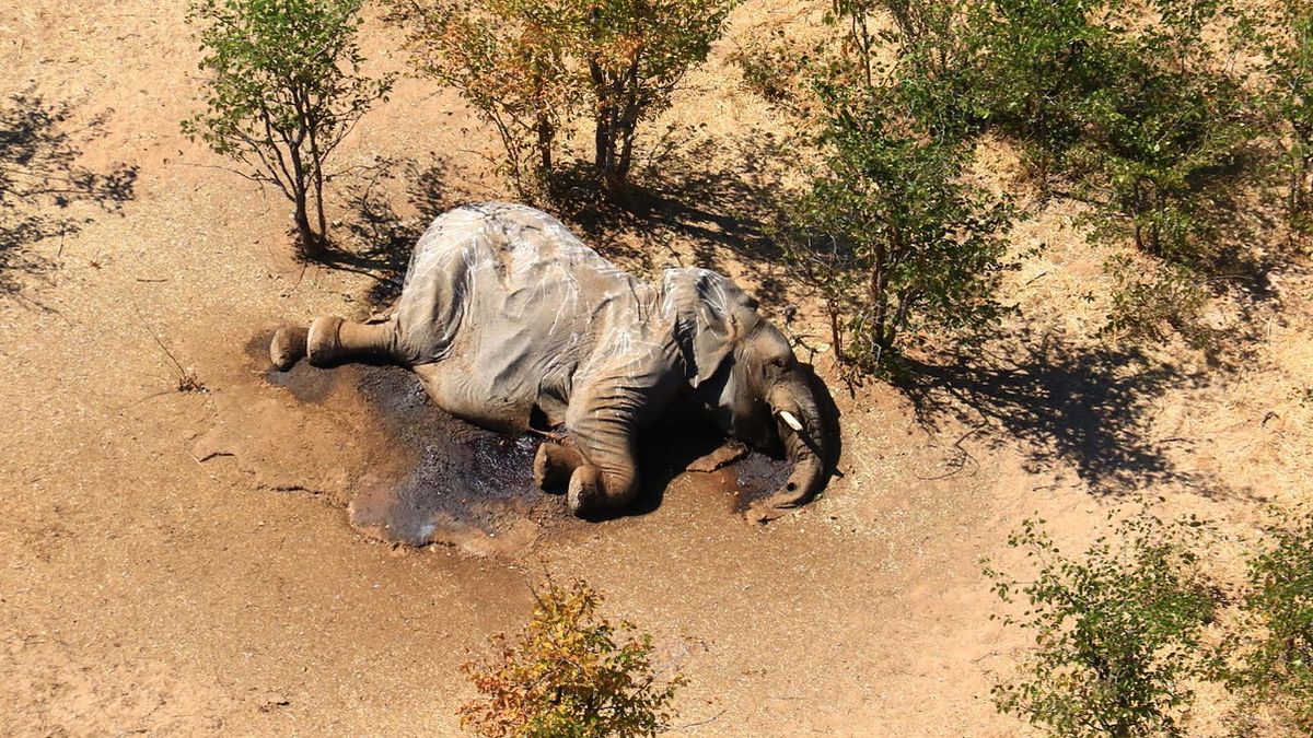  Oltre 300 elefanti sono morti in Botswana negli ultimi tre mesi