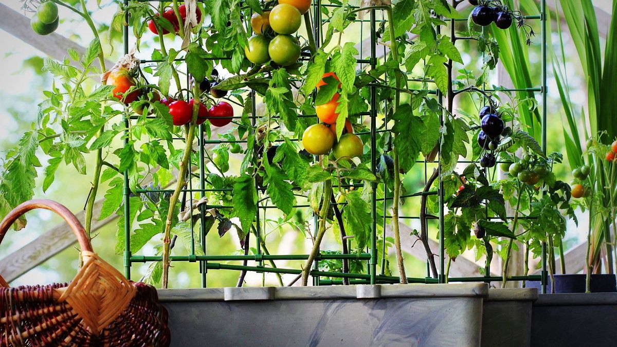 Con la noia del lockdown tante persone hanno scoperto la gioia di creare un piccolo orto sul balcone di casa