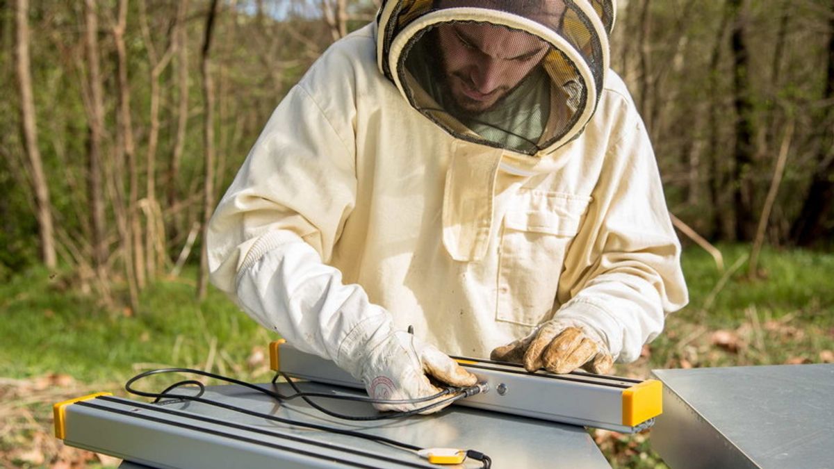 L'iniziativa "Adotta un alveare" di 3Bee