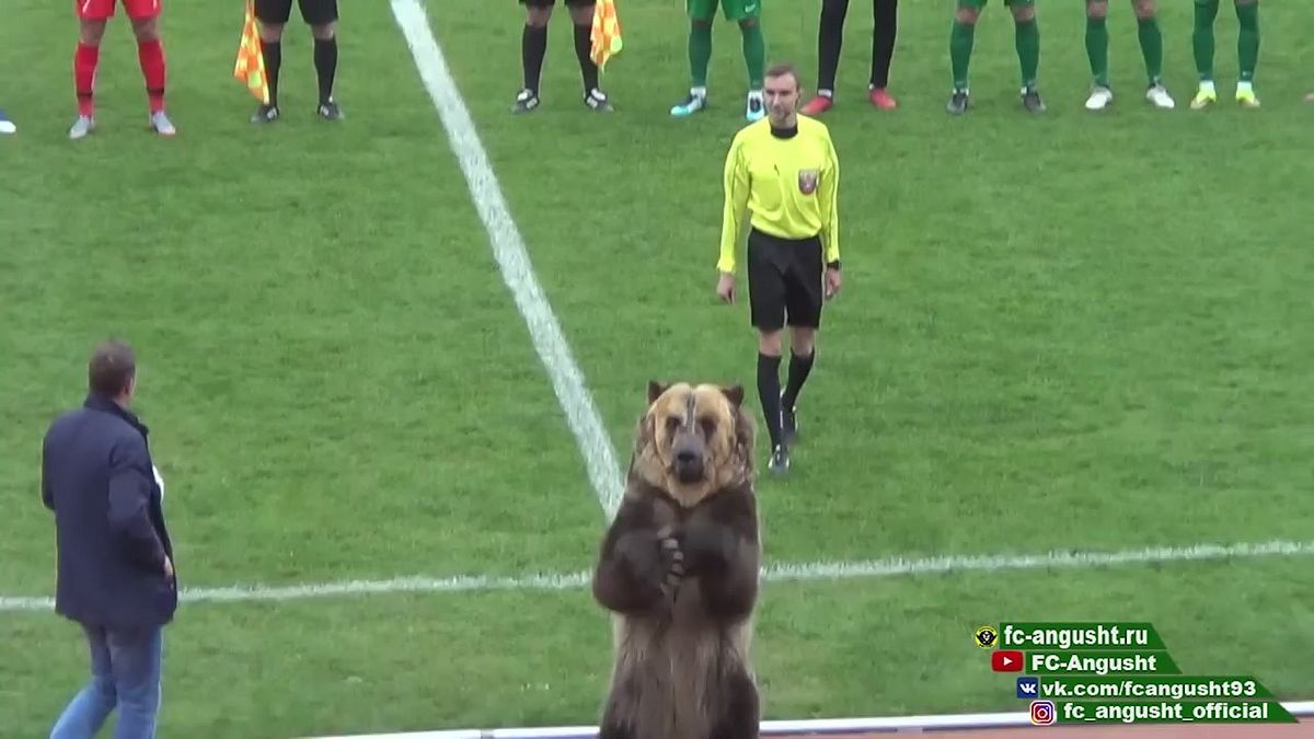 Russia, un orso in campo