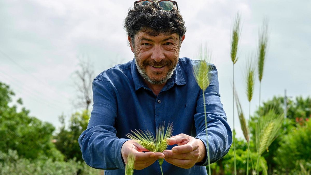  Il Maestro Nicola Fiasconaro e il grano 