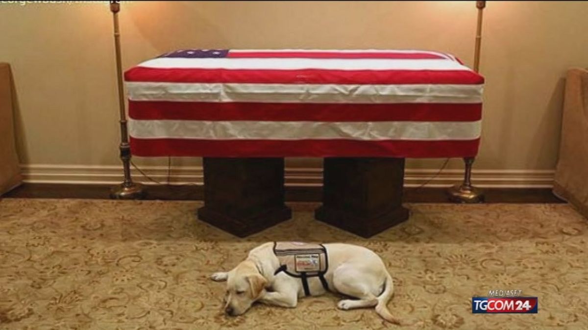 Il cane di George H. Bush veglia la bara del presidente