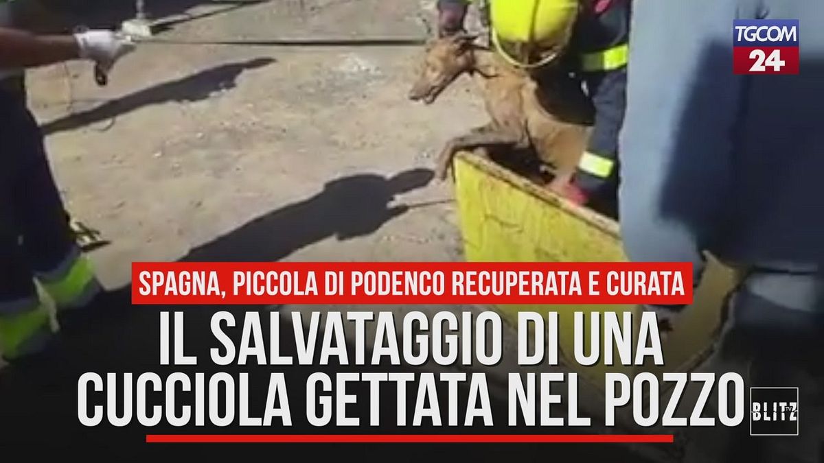 Il salvataggio di una cucciola gettata nel pozzo