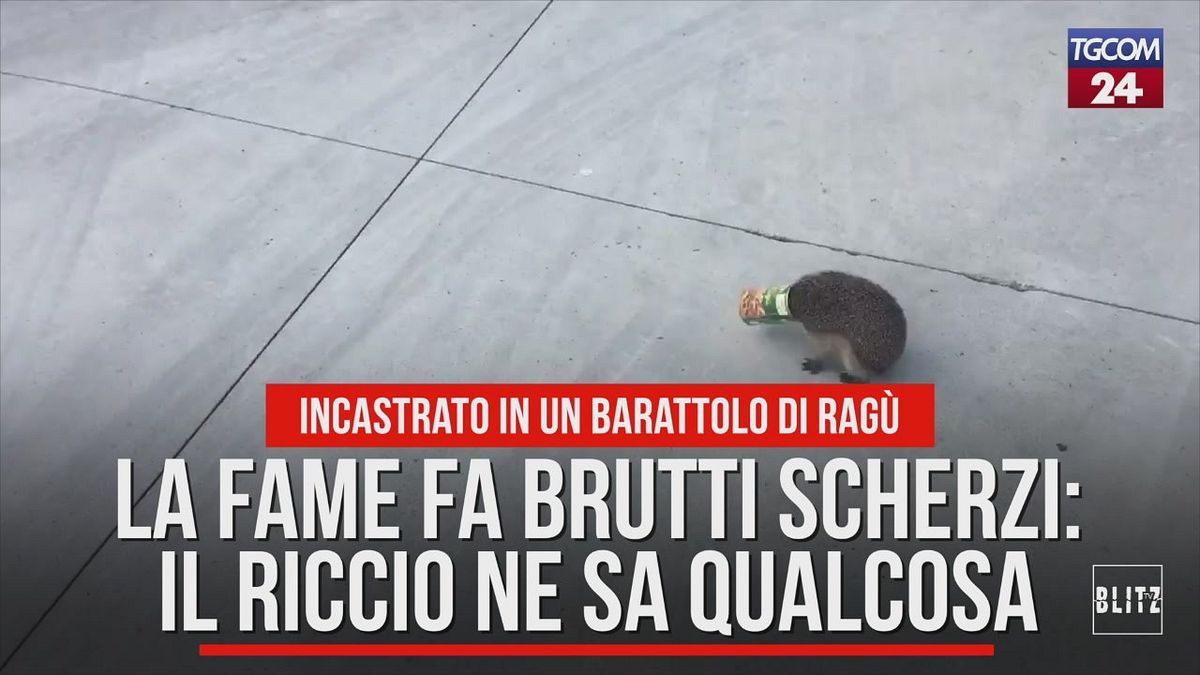 La fame fa brutti scherzi: il riccio ne sa qualcosa