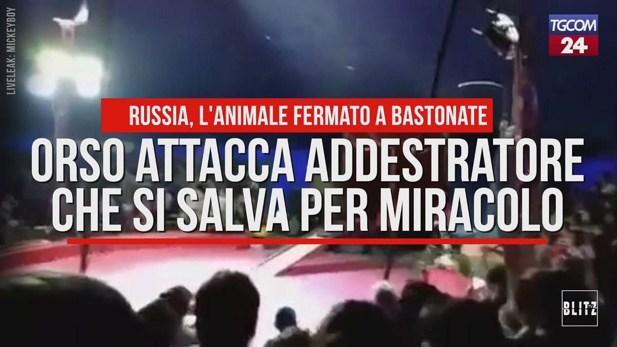 Orso attacca addestratore che si salva per miracolo