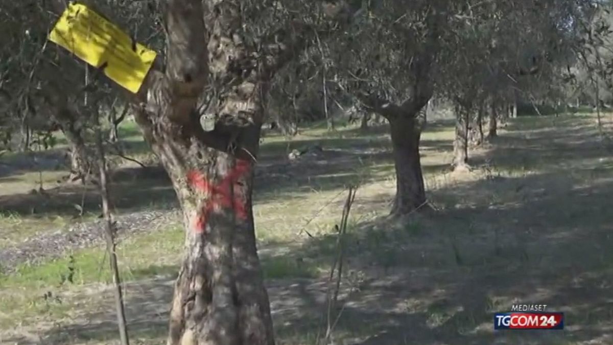 Xylella, ruspe negli uliveti nel Brindisino