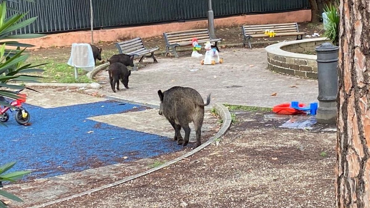 Cinghiali nel parco giochi del quartiere Aurelio di Roma (foto: Salvatore Cernuzio)