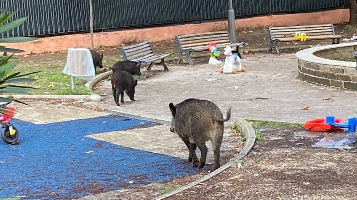 Cinghiali nel parco giochi del quartiere Aurelio di Roma (foto: Salvatore Cernuzio)