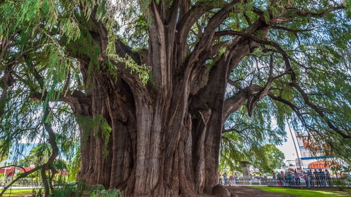  Albero di Tule, Oxaca, Messico