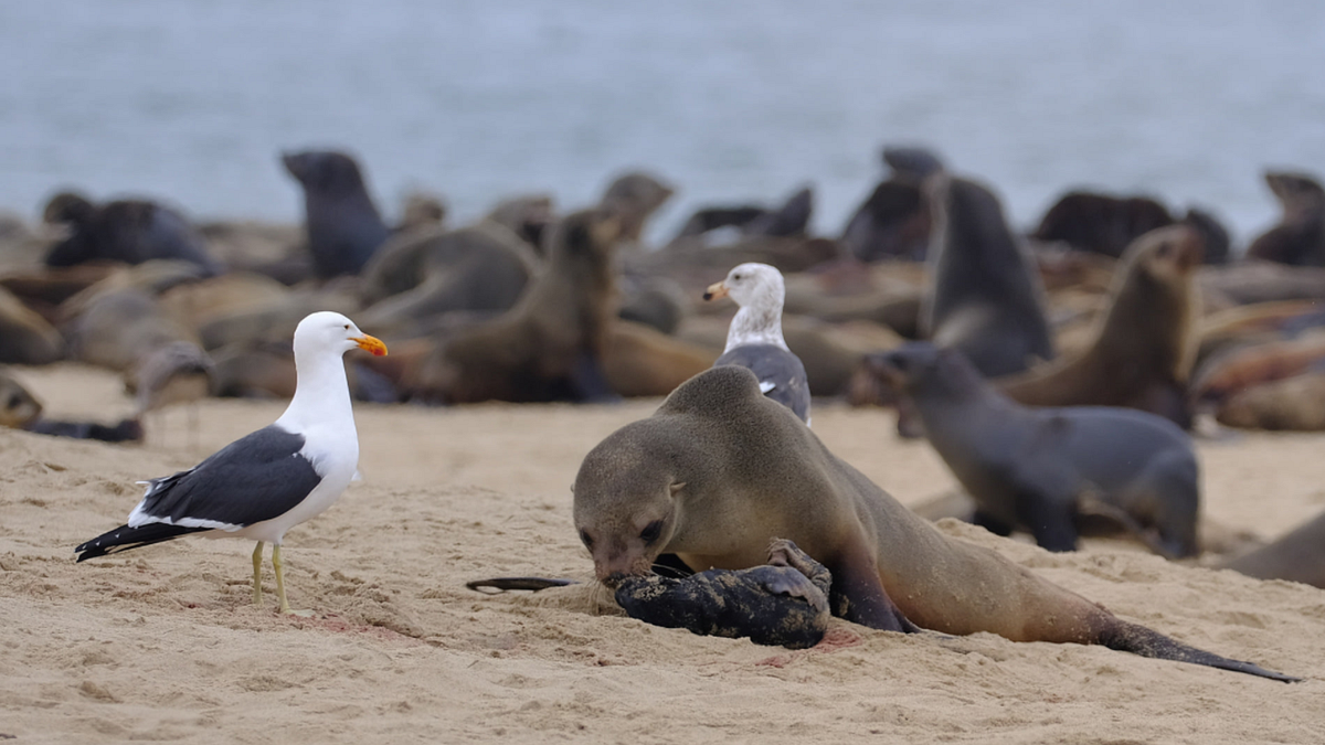  Copyright: Naude Dreyer - Ocean Conservation Namibia