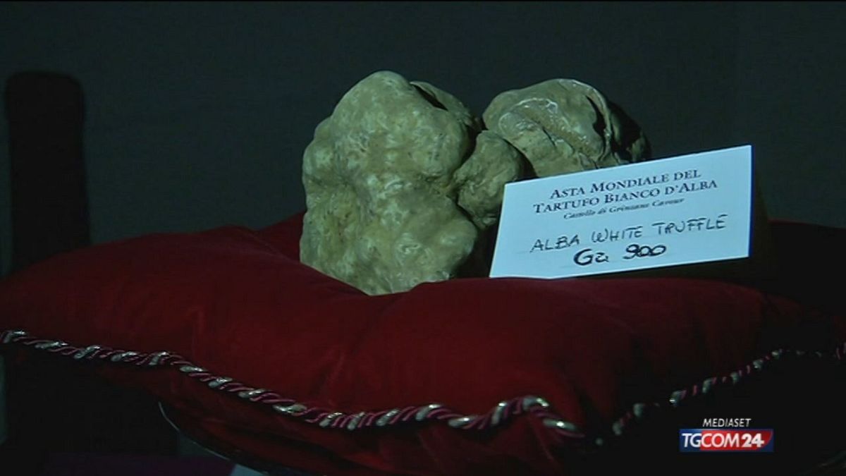 All'asta del tartufo di Alba, ricavi record per 482mila euro