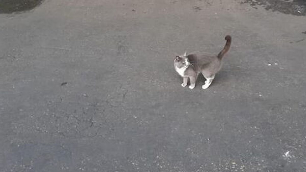  gatto, caramelle, container