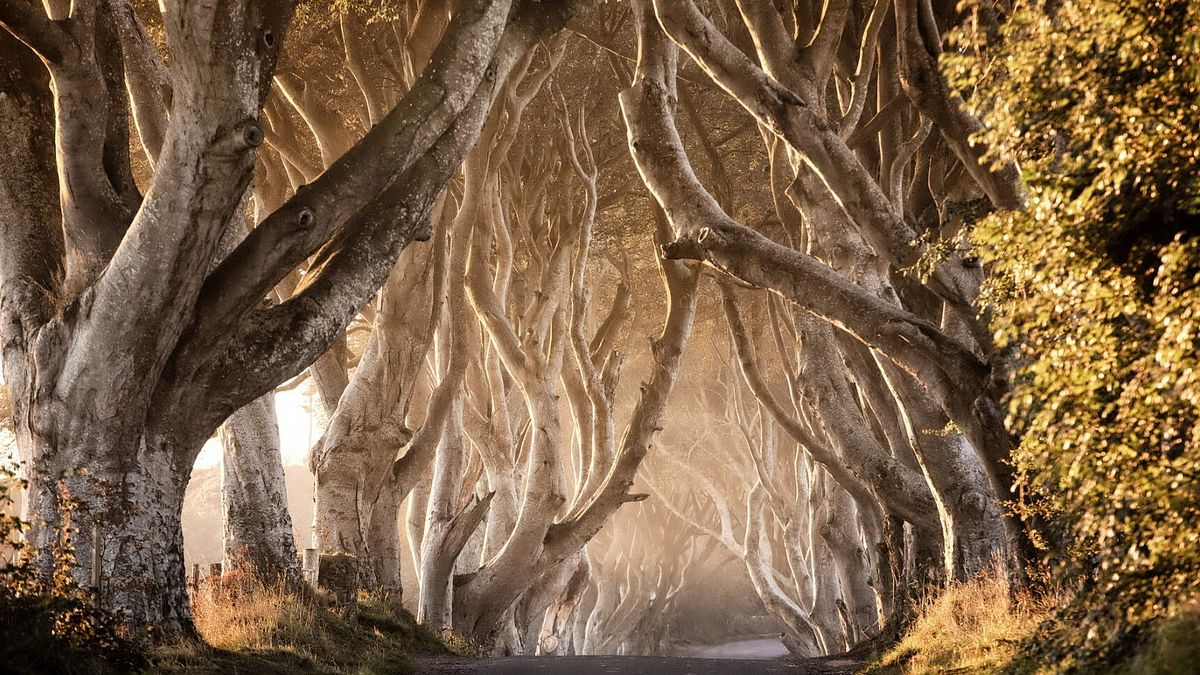 The Dark Hedges