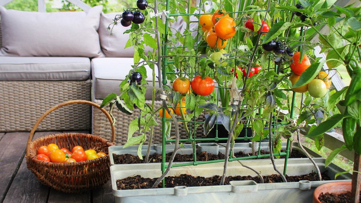  La primavera è il momento perfetto per creare un piccolo orto sul balcone di casa