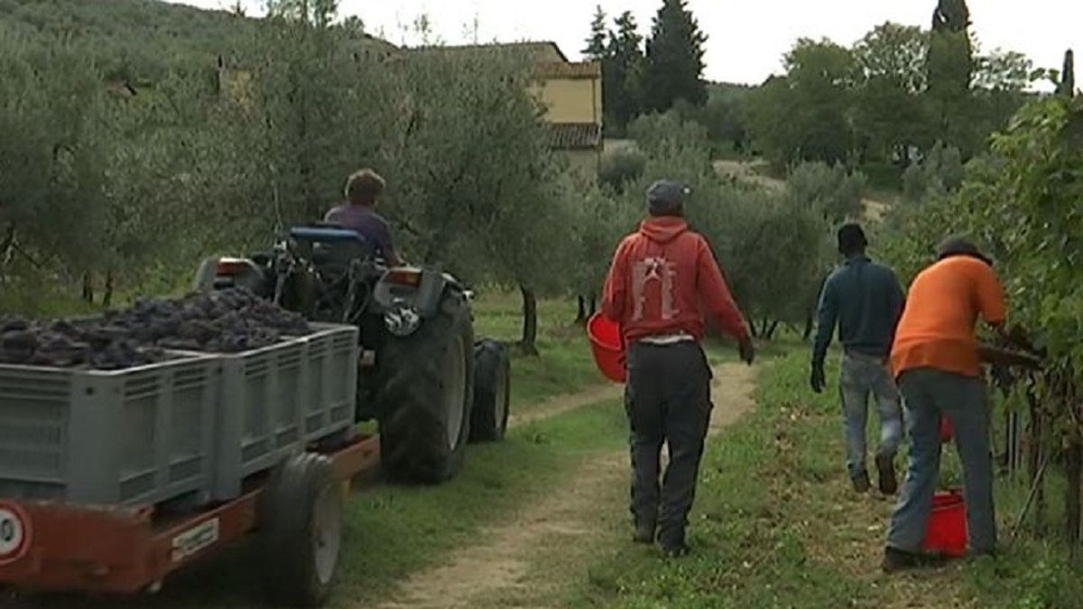 Chianti, dove la raccolta nei vigneti è affidata ai braccianti stranieri