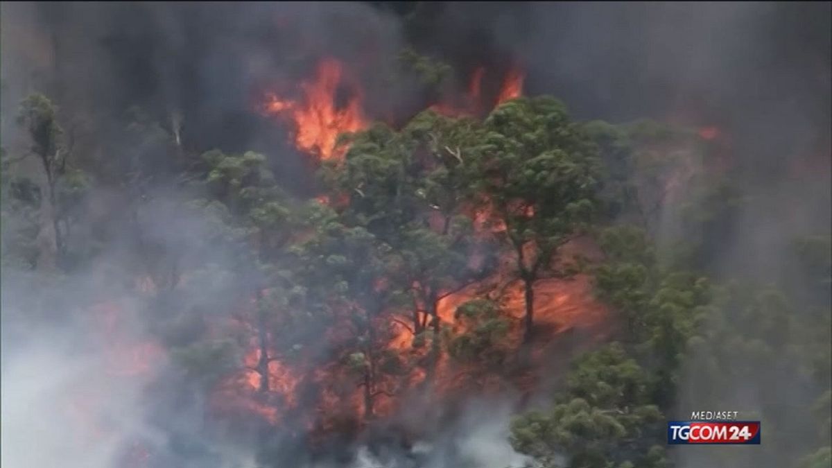 06.00 KOALA A RISCHIO ESTINZIONE SRV