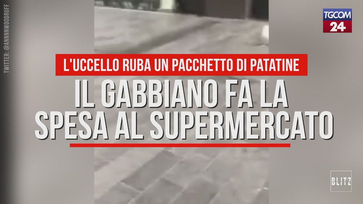 Il gabbiano fa la spesa al supermercato