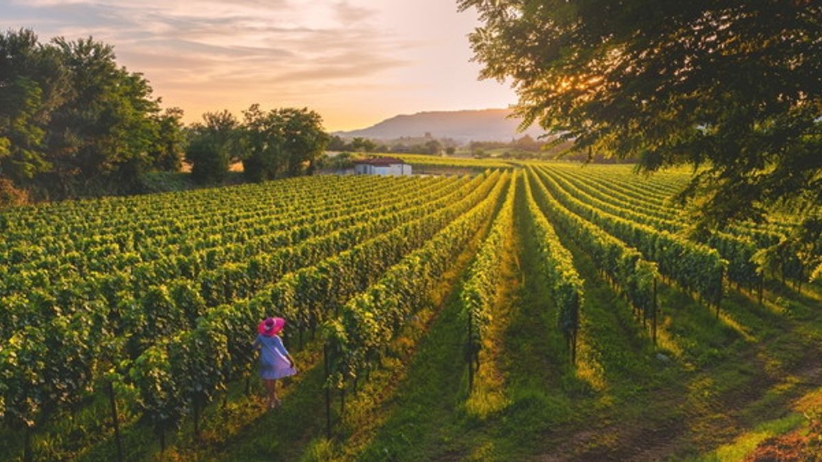 Vigneti della Franciacorta