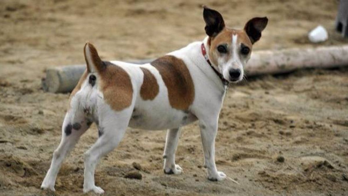  La cagnolina Gina