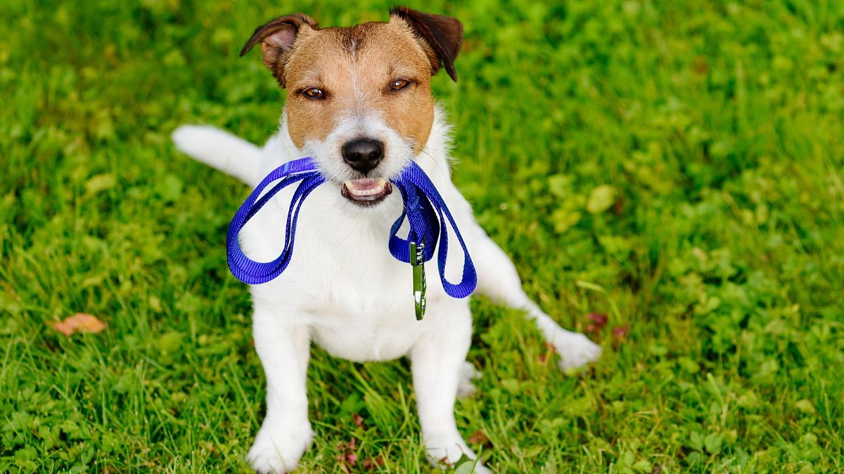 Per gli inguaribili pigroni: un cane può essere il migliore personal trainer