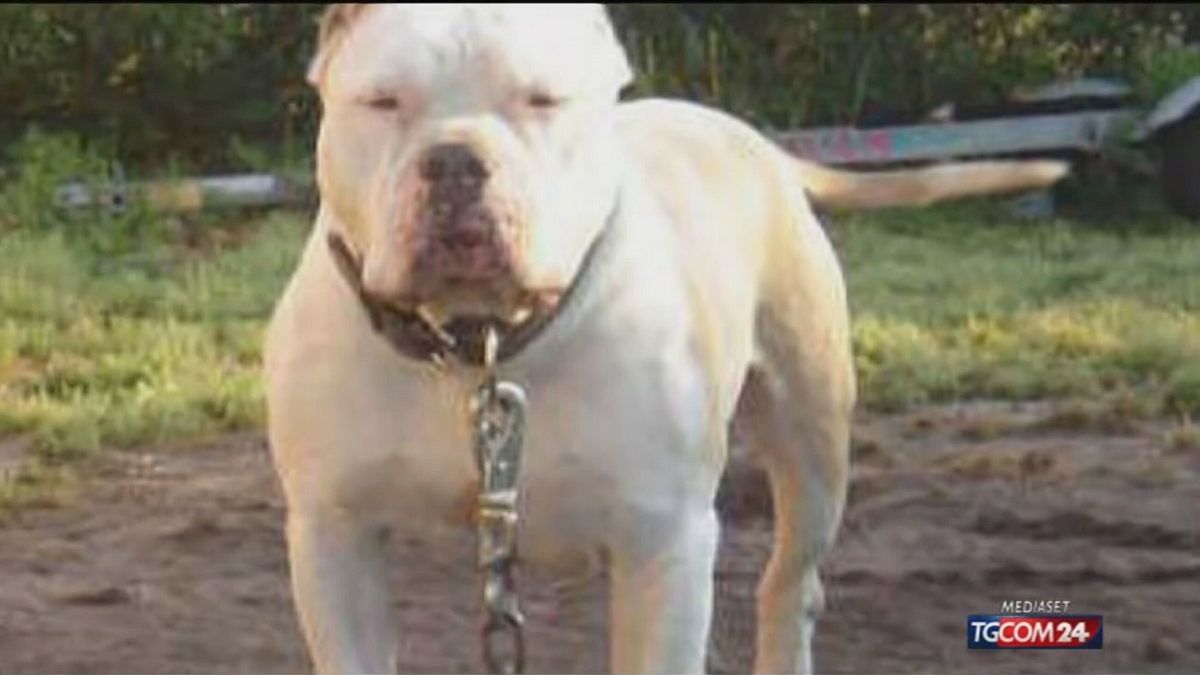 Lecce, bimba di tre anni azzannata dal pitbull dello zio