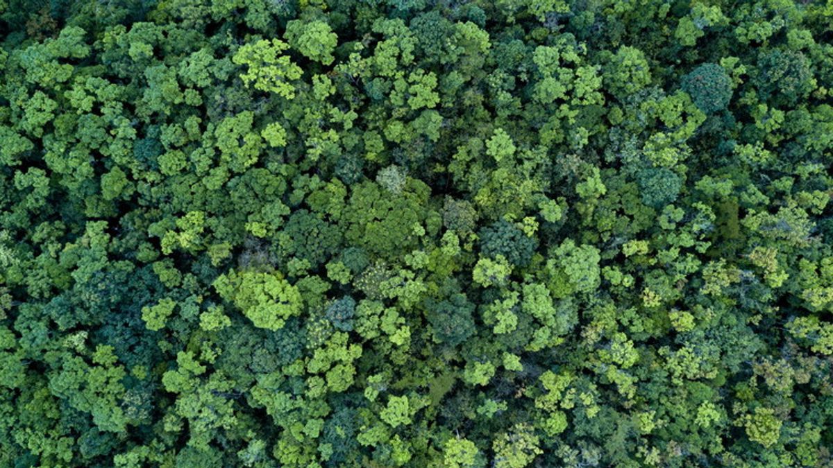 Il verde, secondo la cromoterapia, è il colore dell'armonia e del rilassamento