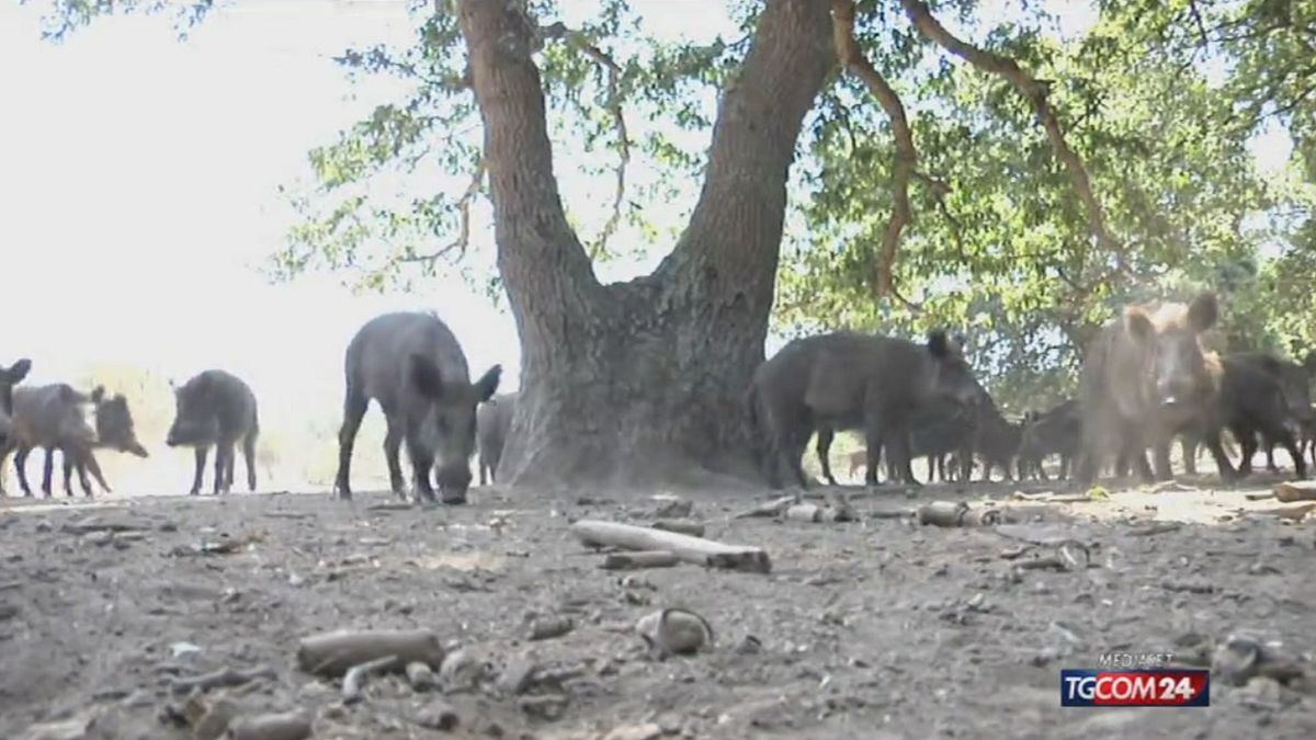 In Italia un milione di cinghiali