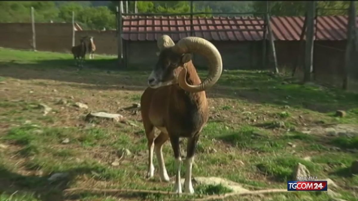 Animalisti in rivolta: "Salviamo i mufloni del Giglio"