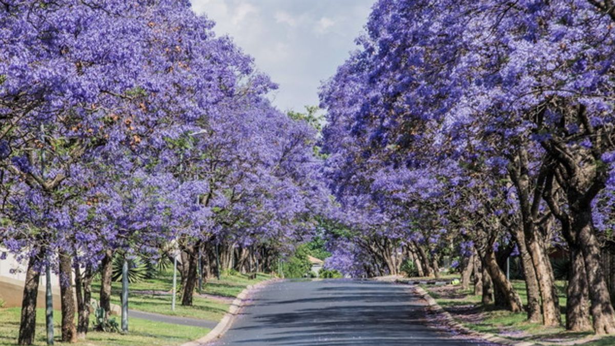 Jacaranda