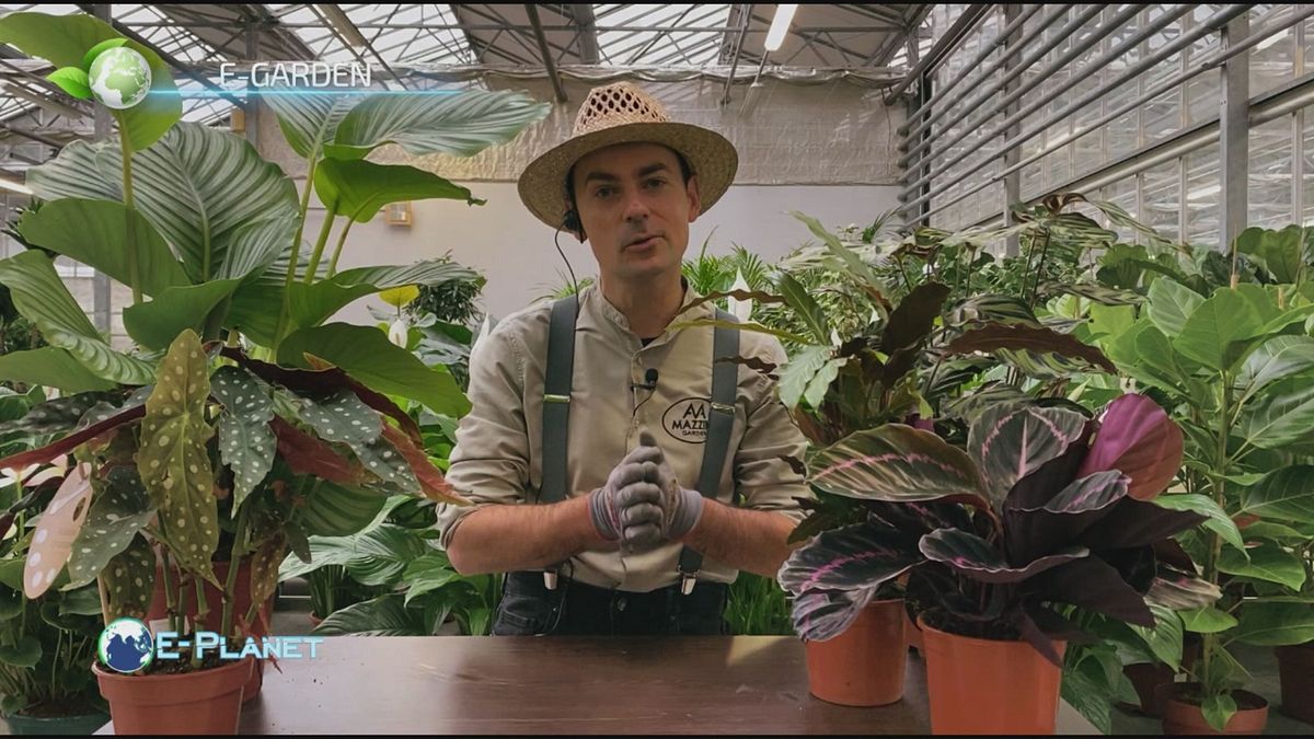 E-Garden multicolore