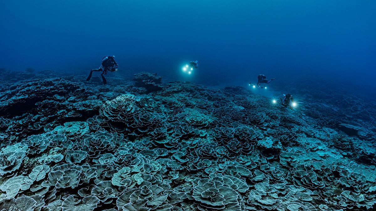  Scoperta nuova barriera corallina a Tahiti