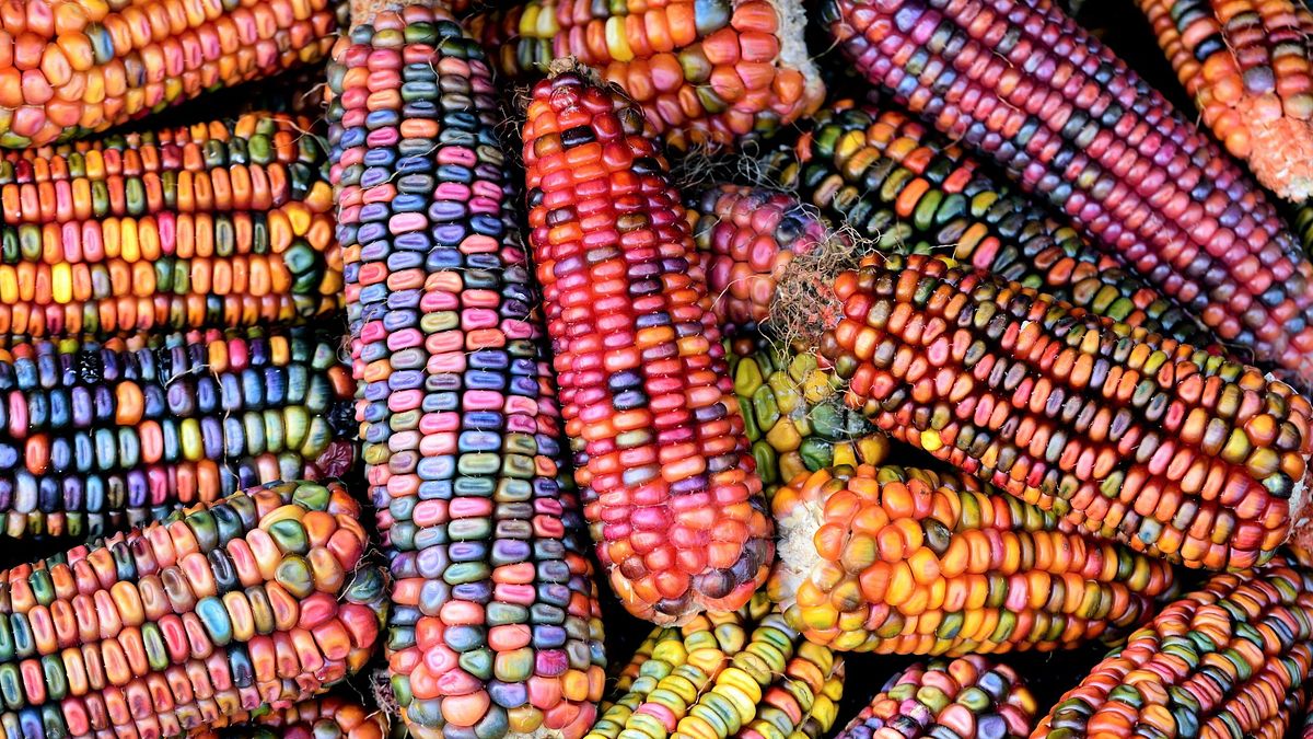 Pannocchie arcobaleno: sono tutte naturali e sono anche buone da mangiare