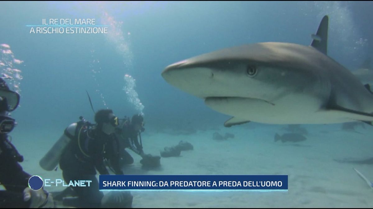 Il re del mare a rischio estinzione