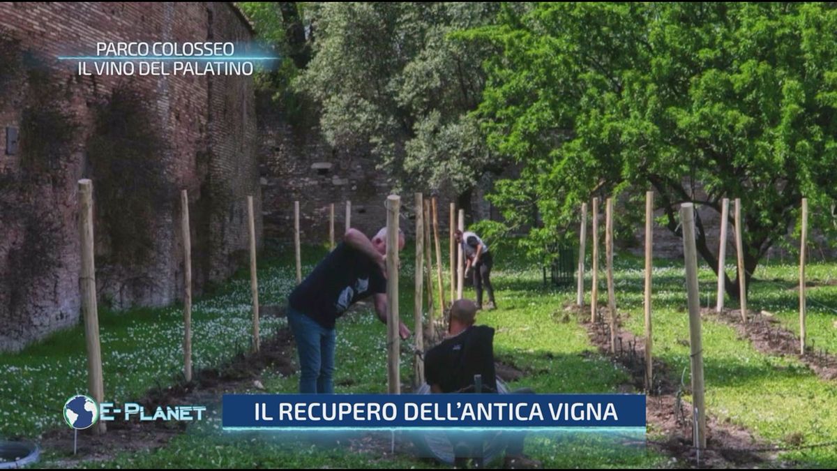 Parco Colosseo - Il vino del Palatino